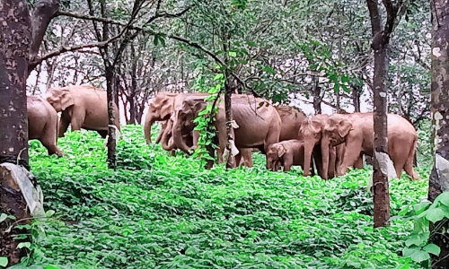 ചിമ്മിനി ഡാം റോഡിൽ നാൽപതോളം കാട്ടാനകൾ