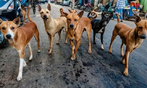കഴിഞ്ഞ രണ്ട് വര്‍ഷമായി നായ്ക്കളെ സ്റ്റെര്‍ലൈസ് ചെയ്യുന്നില്ലെന്ന് വി.ഡി സതീഷൻ