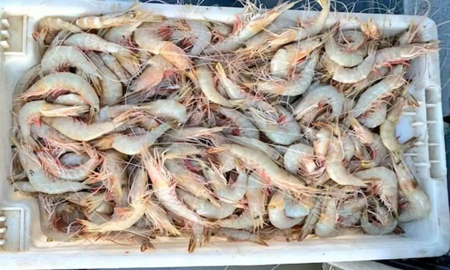 വിദേശ രാജ്യങ്ങളിൽ നിന്നും ഓർഡറില്ല; ചെമ്മീൻ കയറ്റുമതിയിൽ ഇടിവ്