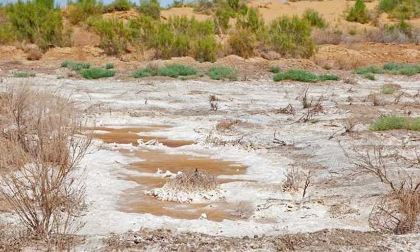 ഓരുനിലം ഫലഭൂയിഷ്ഠമാക്കാനുള്ള പരീക്ഷണം വിജയകരമെന്ന് ഗവേഷകർ ഓരുനിലം ഫലഭൂയിഷ്ഠമാക്കാനുള്ള പരീക്ഷണം വിജയകരമെന്ന് ഗവേഷകർ