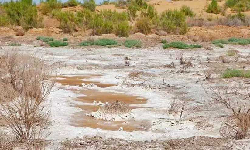ഓരുനിലം ഫലഭൂയിഷ്ഠമാക്കാനുള്ള പരീക്ഷണം വിജയകരമെന്ന് ഗവേഷകർ