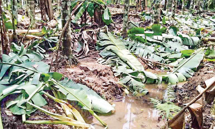 കച്ചേരിപറമ്പിൽ കൃഷി നാശം തുടരുന്നു; കാട്ടാനകളെ കൊണ്ട് രക്ഷയില്ല കച്ചേരിപറമ്പിൽ കൃഷി നാശം തുടരുന്നു; കാട്ടാനകളെ കൊണ്ട് രക്ഷയില്ല