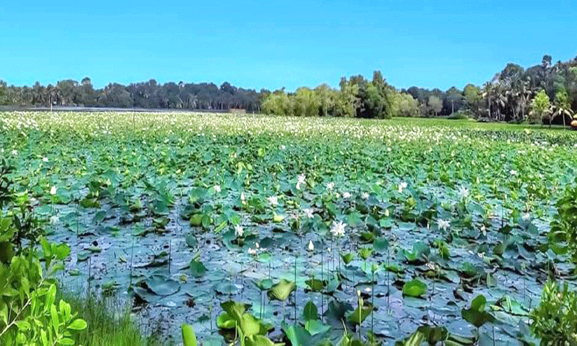 പടിഞ്ഞാറേ കല്ലട സോളാര് ഫ്ലോട്ടിങ് പദ്ധതി യാഥാര്ഥ്യത്തിലേക്ക് പടിഞ്ഞാറേ കല്ലട സോളാര് ഫ്ലോട്ടിങ് പദ്ധതി യാഥാര്ഥ്യത്തിലേക്ക്