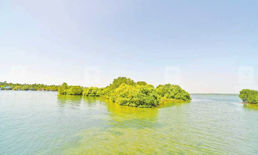 സാമ്പ്രാണിക്കോടി തുരുത്ത് തുറക്കണമെന്ന ആവശ്യം ശക്തം സാമ്പ്രാണിക്കോടി തുരുത്ത് തുറക്കണമെന്ന ആവശ്യം ശക്തം