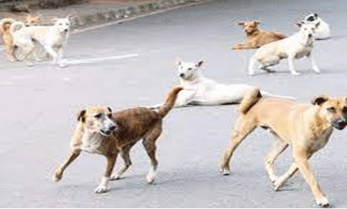 തെരുവുനായ് പ്രശ്നം: കോർപറേഷൻ പ്രത്യേക സമിതിയുണ്ടാക്കും, വെ​ടി​വെ​ച്ചു​​കൊ​ല്ലാ​ൻ അ​നു​മ​തി​വേ​ണ​മെ​ന്ന്​ കൗ​ൺ​സി​ലി​ൽ ആ​വ​ശ്യം