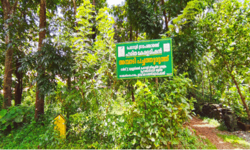 പച്ചപ്പുവിരിച്ച് 125 ചെറുവനങ്ങൾ