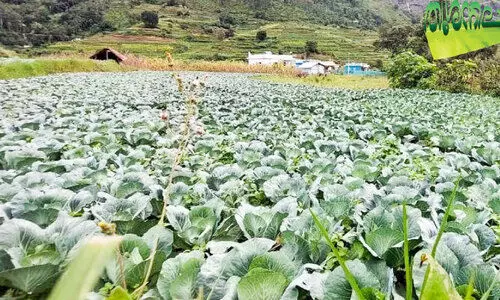 ഇലയിട്ടോളൂ, വട്ടവട ഒരുങ്ങി