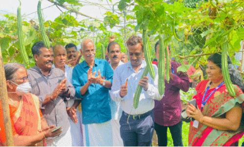 വിഷരഹിത പച്ചക്കറിയുമായി മാങ്ങാട്ടിടം സുലഭ