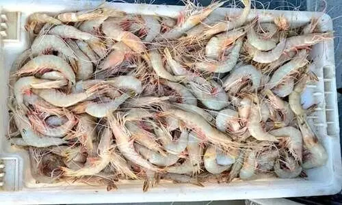 വിദേശ രാജ്യങ്ങളിൽ നിന്നും ഓർഡറില്ല; ചെമ്മീൻ കയറ്റുമതിയിൽ ഇടിവ്