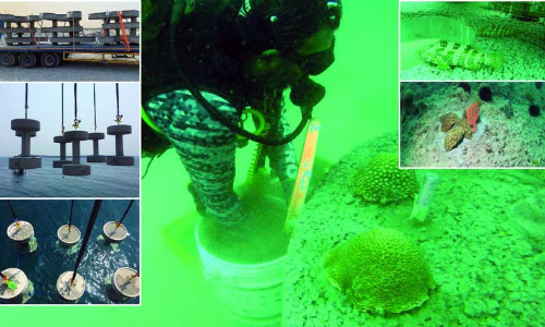 പവിഴങ്ങൾക്ക്​ സംരക്ഷണവുമായി ഖത്തർ ഗ്യാസ്