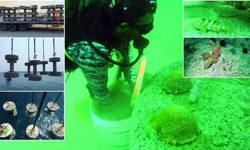 പവിഴങ്ങൾക്ക്​ സംരക്ഷണവുമായി ഖത്തർ ഗ്യാസ്