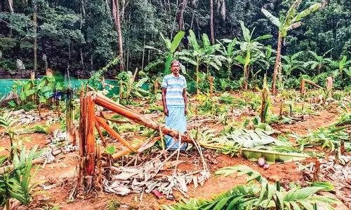 സാമൂഹികവിരുദ്ധർ ഒരേക്കറോളം കൃഷി വെട്ടി നശിപ്പിച്ചു സാമൂഹികവിരുദ്ധർ ഒരേക്കറോളം കൃഷി വെട്ടി നശിപ്പിച്ചു