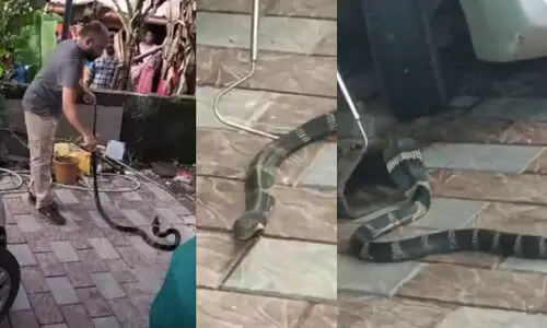 king cobra