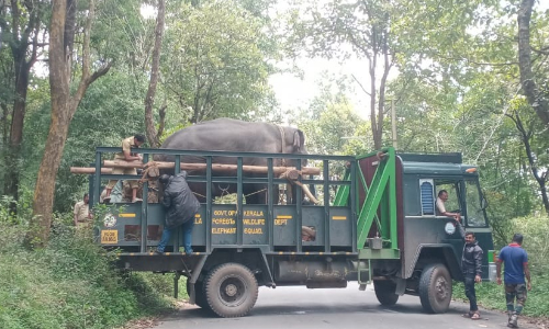മീനങ്ങാടിയിൽ കൂട്ടിലായ കടുവയെ തുറന്നുവിടും; കുങ്കിയാനകളെ എത്തിച്ചു
