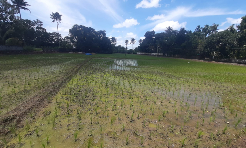 ചെങ്ങമനാട് ഗ്രാമപഞ്ചായത്തിൽ 35 ഹെക്ടറിൽ നെൽകൃഷി ഒരുങ്ങുന്നു