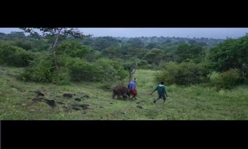 കൂട്ടംപിരിഞ്ഞ കുട്ടിയാനയെ അമ്മയോടൊപ്പം ചേർത്തു