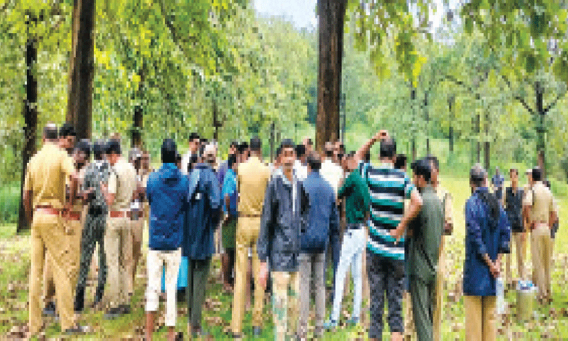 കടുവകളുടെ വിളയാട്ടം; ഭീതിയുടെ മുൾമുനയിൽ നാട് കടുവകളുടെ വിളയാട്ടം; ഭീതിയുടെ മുൾമുനയിൽ നാട്