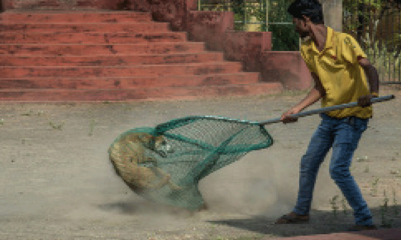 വയനാട്ടിൽ നായ് പിടുത്തക്കാരെ ആവശ്യമുണ്ട് വയനാട്ടിൽ നായ് പിടുത്തക്കാരെ ആവശ്യമുണ്ട്