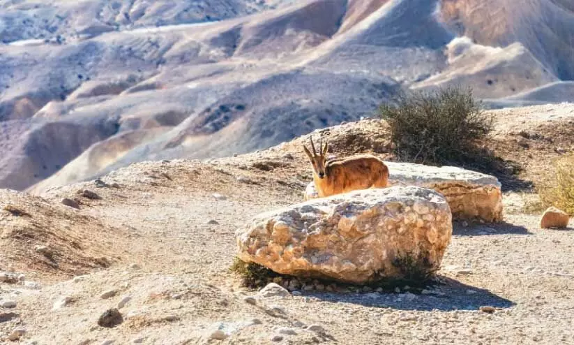 സൗദിയിൽ നിയന്ത്രിത വേട്ടക്ക് അനുമതി