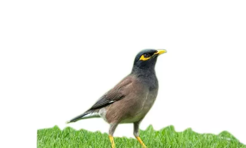 ഇത് മൈനസ് മാർക്ക്; നാടൻ  പക്ഷികളെ കാക്കണം