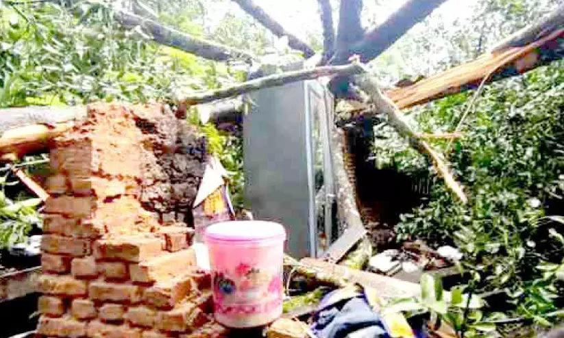 മരം വീണ് വീട് തകർന്നു