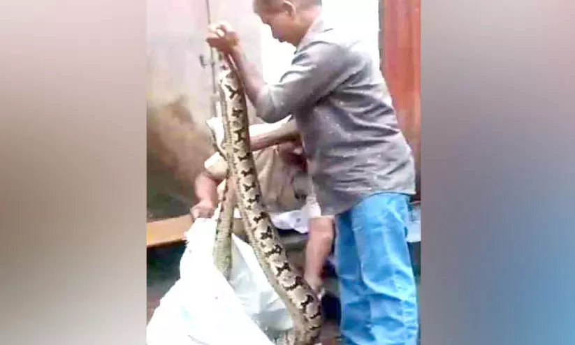 പെരുമ്പാമ്പിനെ പിടികൂടി