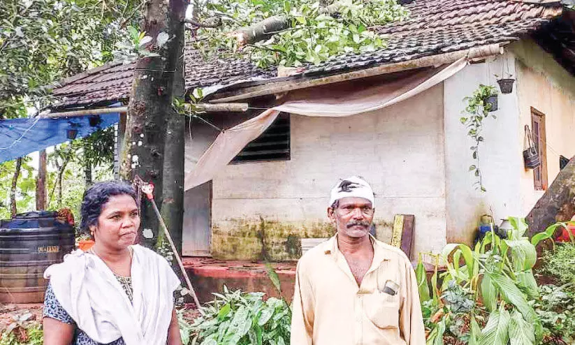 കനത്ത മഴക്കൊപ്പം ചുഴലിക്കാറ്റും; തിരുവാലി, തൃക്കലങ്ങോട് പഞ്ചായത്തുകളിൽ വ്യാപക നാശം