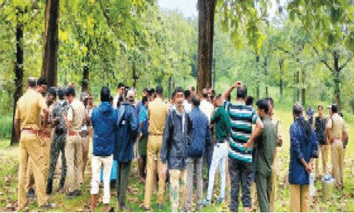 കടുവകളുടെ വിളയാട്ടം; ഭീതിയുടെ മുൾമുനയിൽ നാട്