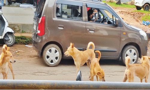 തെ​രു​വു​നാ​യ്ക്ക​ൾ ഓ​ടി​ച്ചു; കു​ട്ടി​ക​ൾ​ക്ക് വാ​ഹ​നം ത​ട്ടി പ​രി​ക്ക്