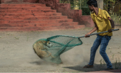 വയനാട്ടിൽ നാ​യ് പി​ടു​ത്ത​ക്കാ​രെ ആ​വ​ശ്യ​മു​ണ്ട്