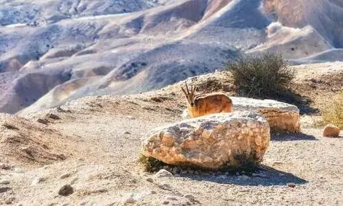 സൗദിയിൽ നിയന്ത്രിത വേട്ടക്ക് അനുമതി