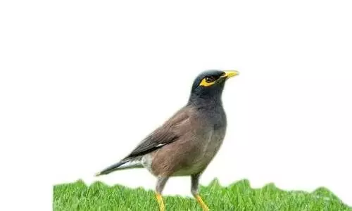 ഇത് മൈനസ് മാർക്ക്; നാടൻ  പക്ഷികളെ കാക്കണം