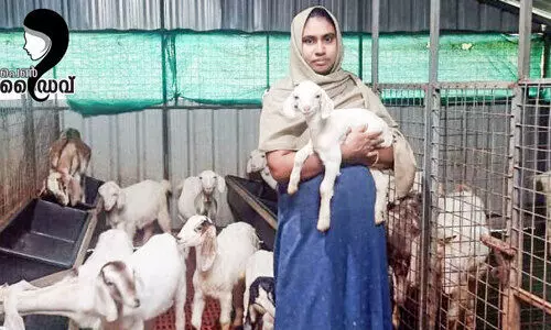 ആടുഫാമിൽ ഉഷാറായി, ആമിനയുടെ ജീവിതം