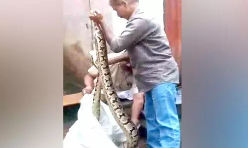 പെരുമ്പാമ്പിനെ പിടികൂടി