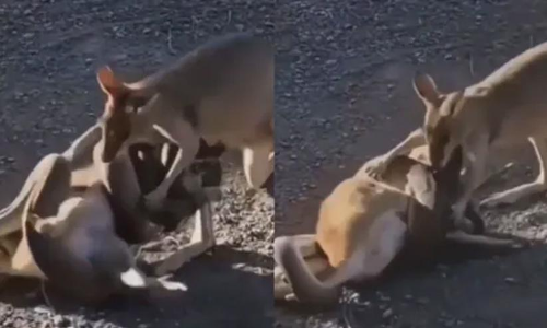 കൂട്ടുകാരനുവേണ്ടി പെരുമ്പാമ്പുമായി കൊമ്പുകോർത്ത് കംഗാരു; വിഡിയോ വൈറൽ