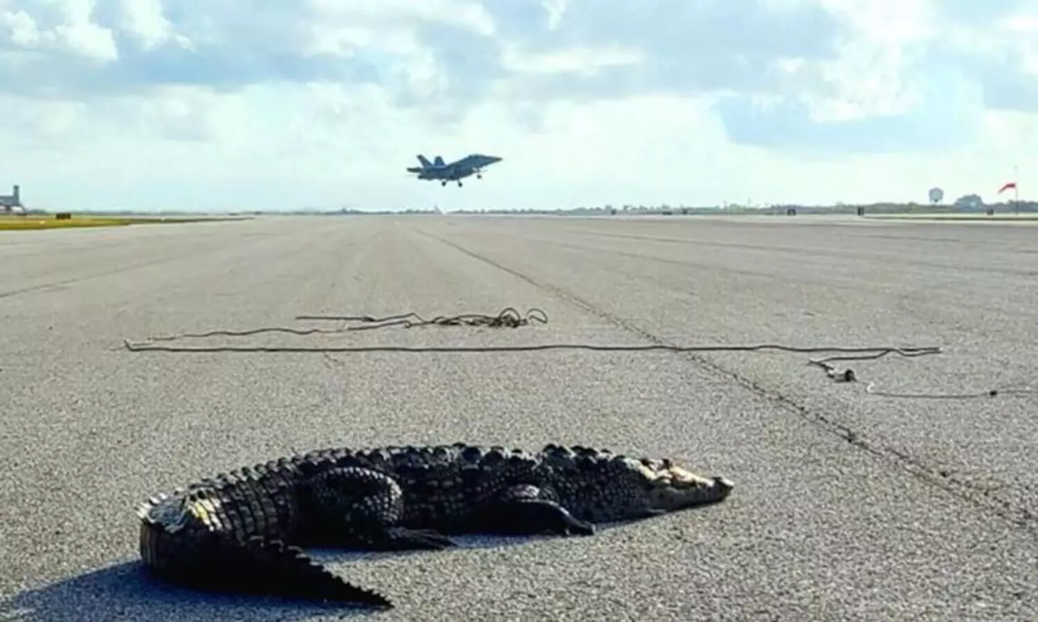 Flight delayed at International Airport after pilot stops plane to let alligator cross taxiway