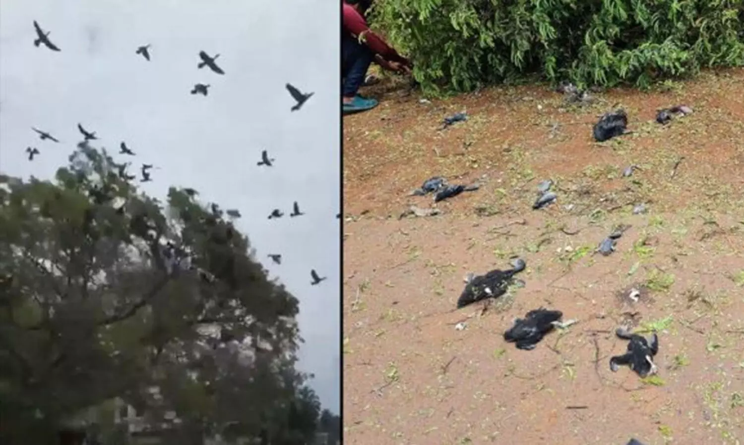 മരം മുറിച്ചതിനെ തുടര്‍ന്ന് പക്ഷികള്‍ ചത്ത സംഭവത്തിൽ കേസെടുത്തു