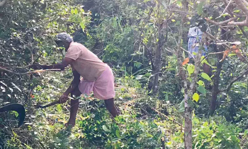 കാട്ടുപന്നി ശല്യം: ചെറുകാവിൽ കര്‍ഷകര്‍ കളമൊഴിയുന്നു