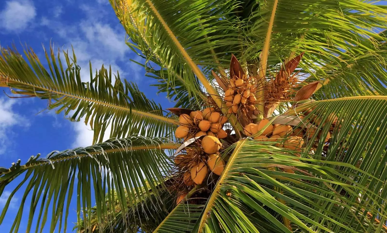 Coconut Coconut