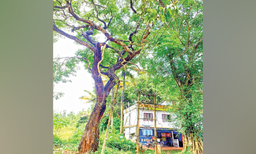 ക​ല്ലു​വ​യ​ൽ ഇ​റ​ക്ക​ത്തി​ൽ ട്രാ​ൻ​സ്ഫോമ​റി​ന് ഭീ​ഷ​ണി​യാ​യി മ​രം