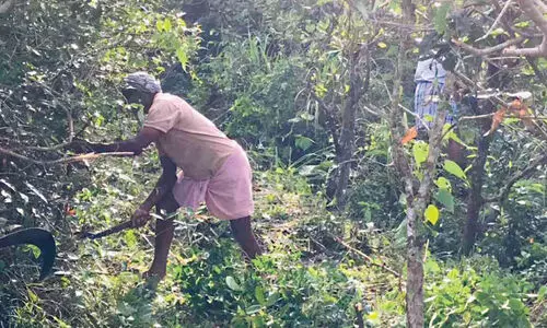 കാട്ടുപന്നി ശല്യം: ചെറുകാവിൽ കര്‍ഷകര്‍ കളമൊഴിയുന്നു