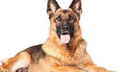 നായ് വളര്‍ത്തൽ: നിയമം കര്‍ശനമാക്കി കള്ളാര്‍ ഗ്രാമപഞ്ചായത്ത്