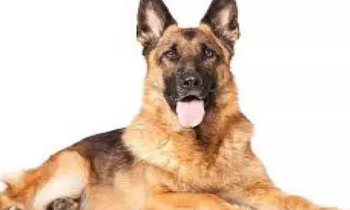 നായ് വളര്‍ത്തൽ: നിയമം കര്‍ശനമാക്കി കള്ളാര്‍ ഗ്രാമപഞ്ചായത്ത്