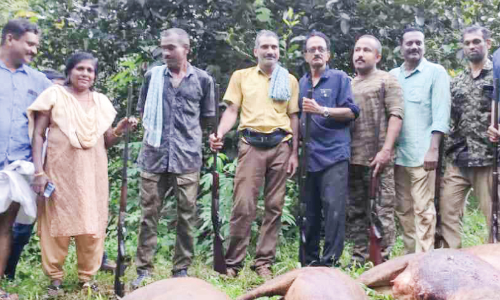 വിദഗ്ധ സംഘമെത്തി; വെടിവെച്ചിട്ടത് എട്ട് കാട്ടുപന്നികളെ