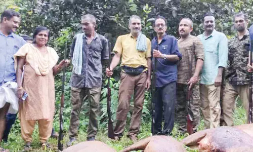 വിദഗ്ധ സംഘമെത്തി; വെടിവെച്ചിട്ടത് എട്ട് കാട്ടുപന്നികളെ