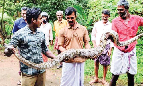 മലമ്പാമ്പിനെ പിടികൂടി