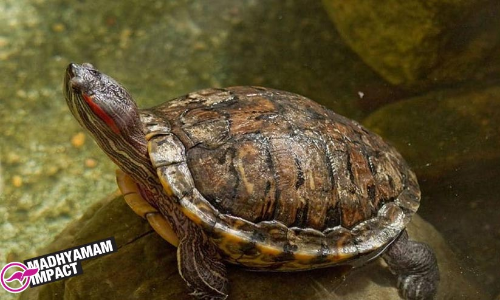 കോട്ടയിലെ ചെഞ്ചെവിയൻ ആമകളെ നീക്കാൻ നടപടി