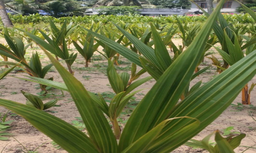 നാ​ളി​കേ​രം അ​ന്യ​മാ​കു​ന്നു