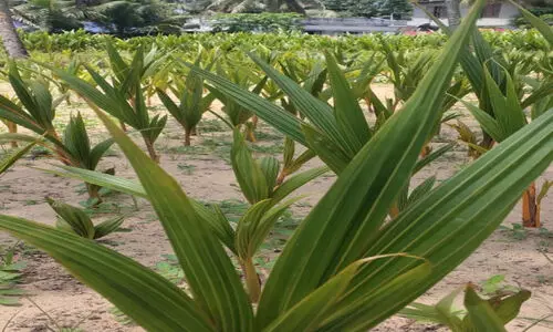 നാ​ളി​കേ​രം അ​ന്യ​മാ​കു​ന്നു