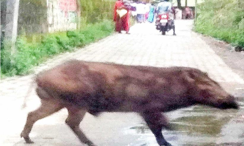 കുമളിയിലെ ജനവാസമേഖലയിൽ വന്യജീവികൾ; പൊറുതിമുട്ടി ജനം